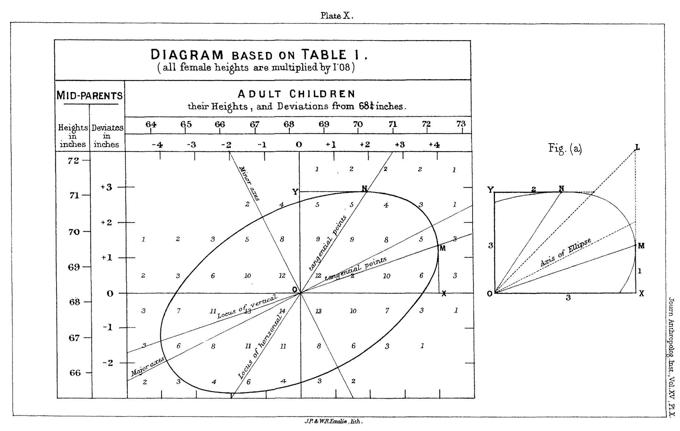 Galton 1886, Plate X: ellipsdiagram över föräldrars och barns längder